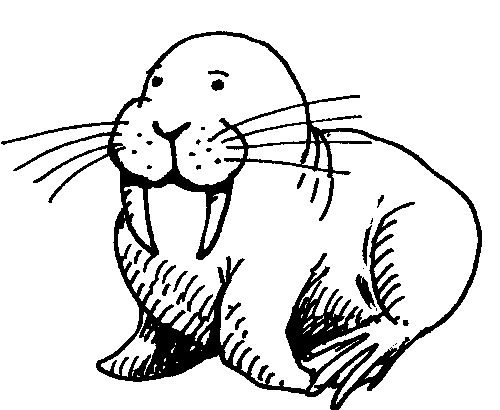 Kleurplaat walrus